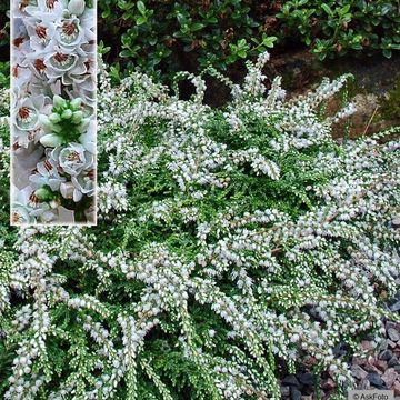 Calluna vulgaris 'Low White'