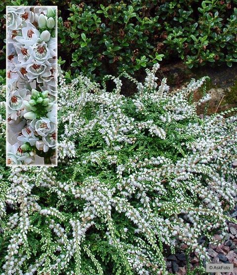 Calluna vulgaris 'Low White'