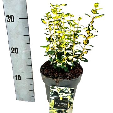 Euonymus fortunei BLONDY