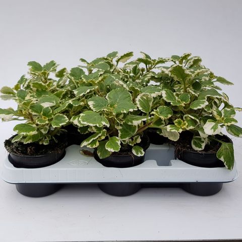 Plectranthus fruticosus