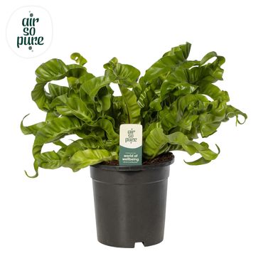 Asplenium antiquum 'Hurricane'