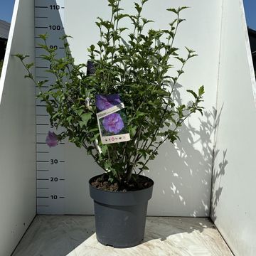 Hibiscus syriacus LAVENDER CHIFFON