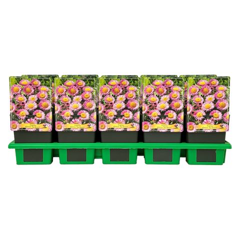 Erigeron glaucus 'Sea Breeze'