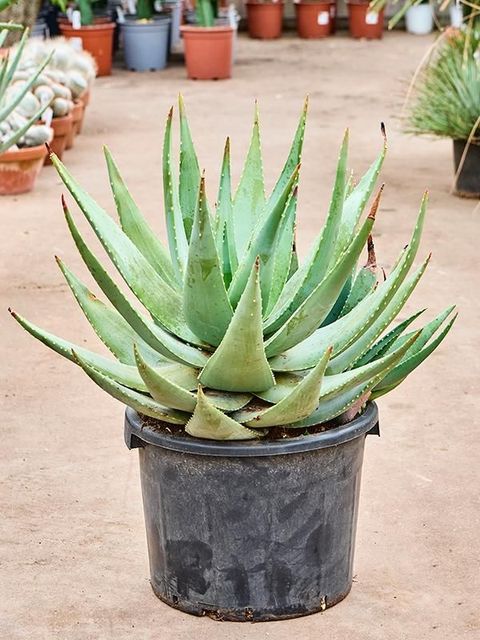 Aloe comptonii