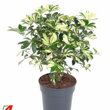 Schefflera arboricola 'Trinette'