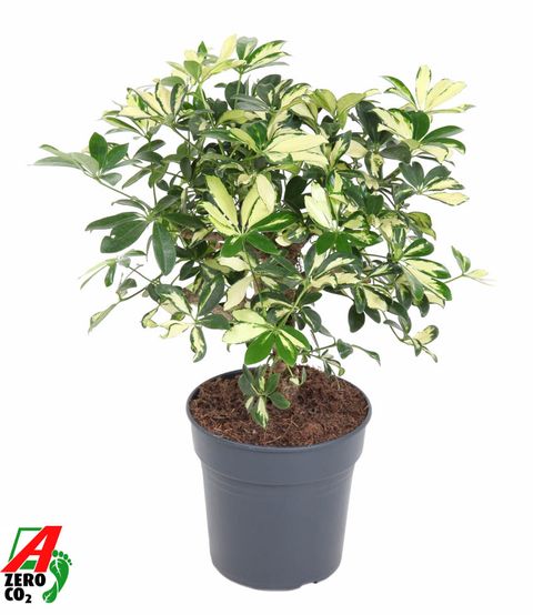 Schefflera arboricola 'Trinette'