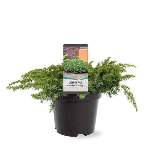 Juniperus conferta 'Schlager'