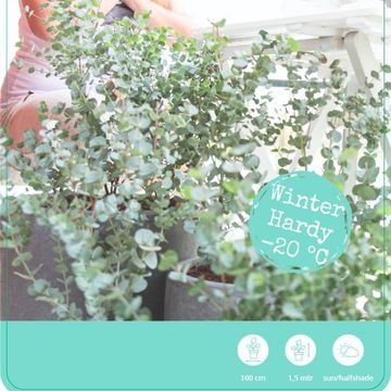 Eucalyptus gunnii AZURA