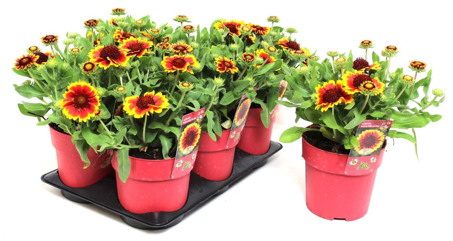 Gaillardia Aristata SUNRITA YELLOW RED RING FlorAccess gaillardia-aristata-sunrita-yellow-red-ring-floraccess