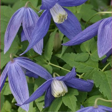 Clematis 'Pamela Jackman' (A)