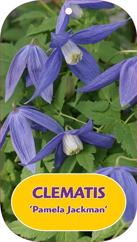 Clematis 'Pamela Jackman' (A)