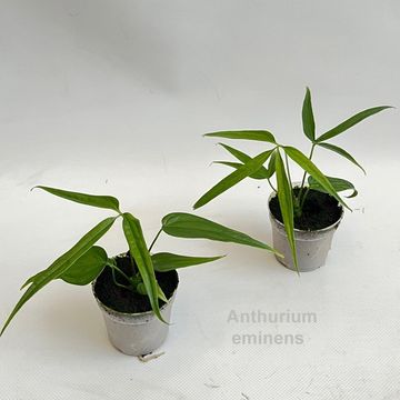 Anthurium eminens