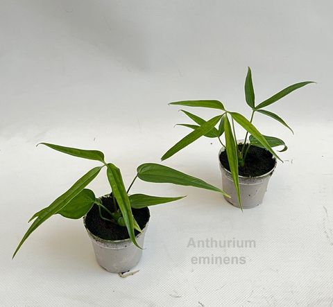 Anthurium eminens