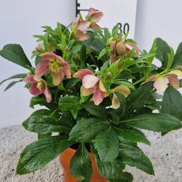 Helleborus x hybridus VIV VICTORIA