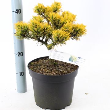 Pinus mugo 'Carsten'