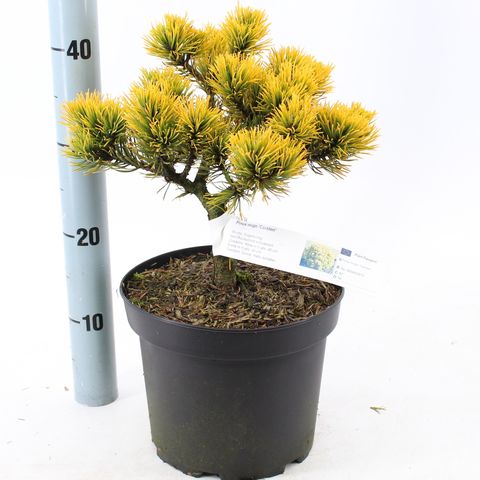 Pinus mugo 'Карстен'