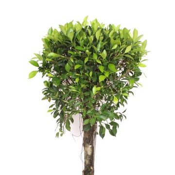 Ficus microcarpa 'Nitida'