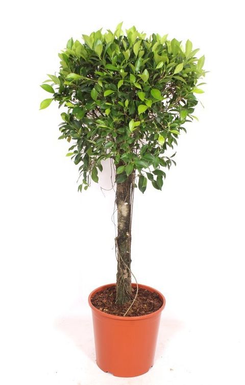 Ficus microcarpa 'Nitida'