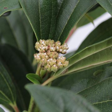 Viburnum davidii