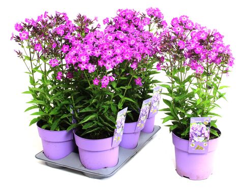 Phlox EARLY PURPLE EYE