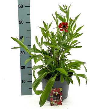 Helenium 'Moerheim Beauty'