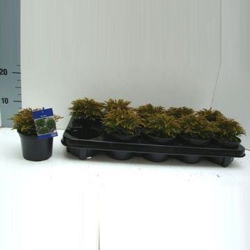 Hebe ochracea 'James Stirling'