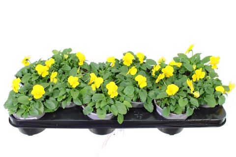 Viola DELTINI YELLOW