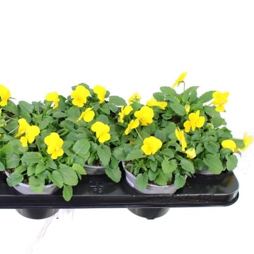 Viola DELTINI YELLOW