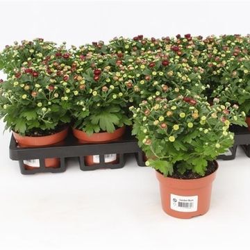 Chrysanthemum BLOOMING BEAUTY RED