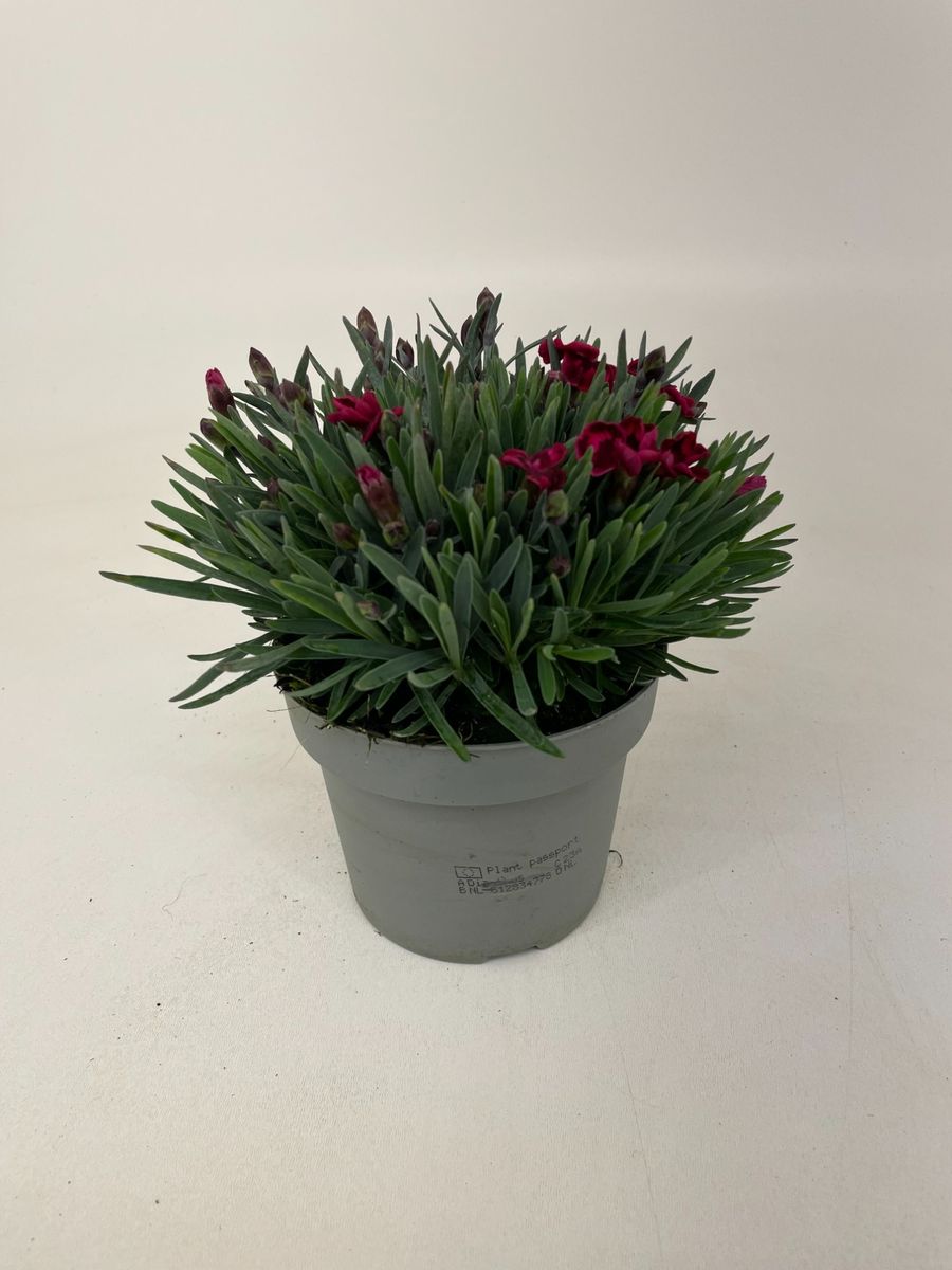 Dianthus DIANTICA VELVET — Plant Wholesale FlorAccess