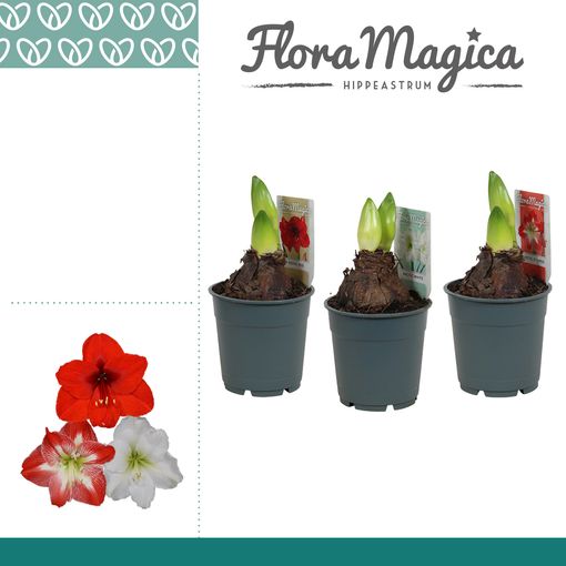 Hippeastrum MIX