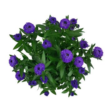 Aster SHOWMAKERS ENDLESS BLUE