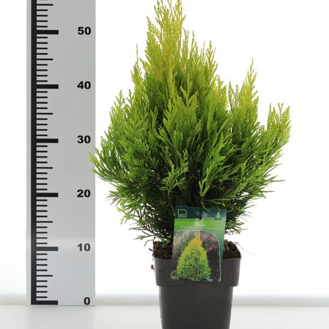 Thuja plicata GOLDY — Plant Wholesale FlorAccess