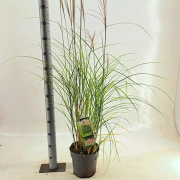 Miscanthus sinensis 'Kleine Silberspinne'