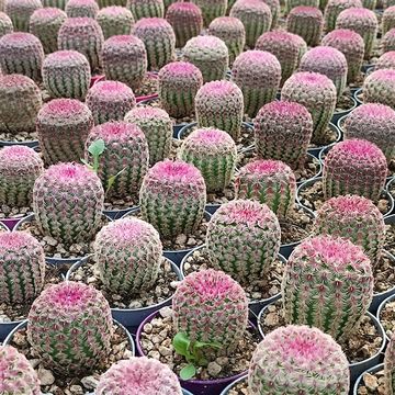 Echinocereus rigidissimus rubispinus