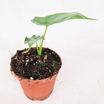 Alocasia heterophylla 'Dragon's Breath'