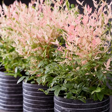 Nandina domestica 'Twilight'