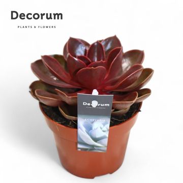 Echeveria 'Red Ruby'