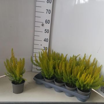 Erica arborea 'Albert's Gold'