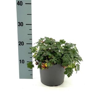 Geranium x cantabrigiense 'Cambridge'