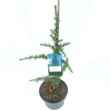 Cedrus libani 'Fastigiata'