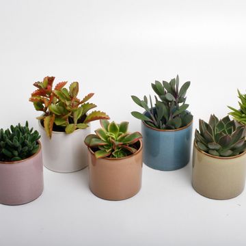 χυμώδη φυτά MIX IN POT