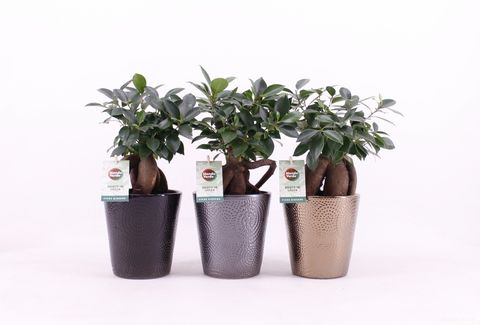Ficus retusa