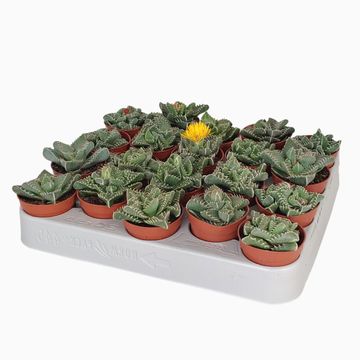 Faucaria tigrina