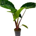 Alocasia 'Imperial Red'