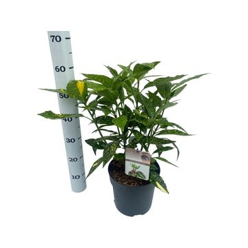 Aucuba japonica 'Variegata'