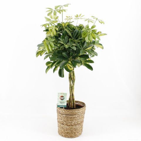 Schefflera arboricola 'Gold Capella' — Plant Wholesale FlorAccess