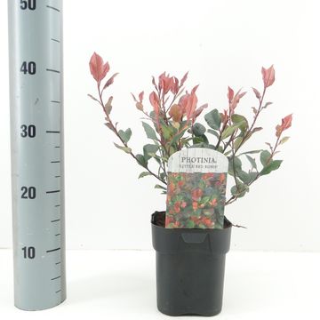 Photinia x fraseri 'Little Red Robin'