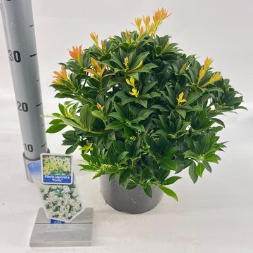 Pieris japonica 'Purity'