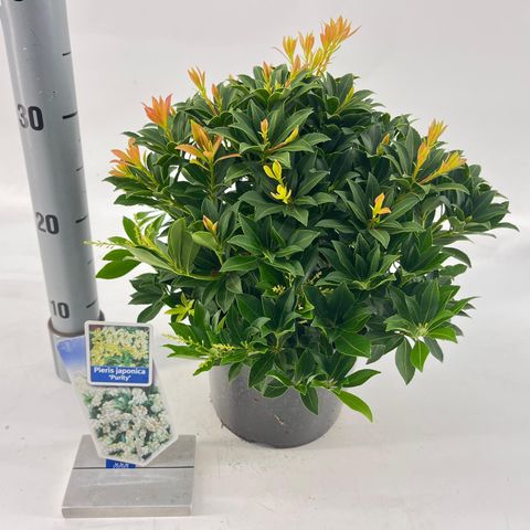 Pieris japonica 'Purity'